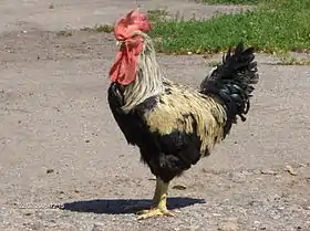 Coq yourlov doré