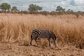 Zèbre.
