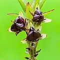 Capsules triloculaires de l'infrutescence d'un Eucomis.
