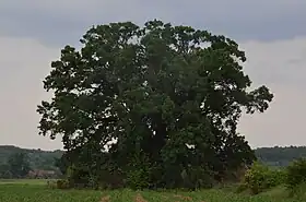 Sedlare (Svilajnac)