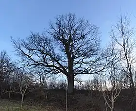 Donja Trešnjevica