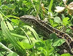 Lacerta agilis.