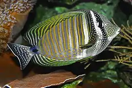 Zebrasoma desjardinii
