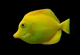 Zebrasoma flavescens (Acanthuridae)
