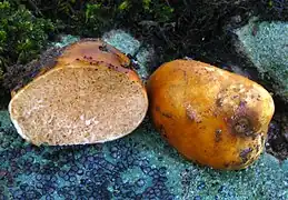 Zelleromyces cinnabarinus