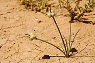  Zephyranthes longifolia