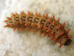 Chenille de Proserpine.