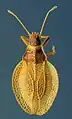 Zetekella caroli, espèce du Surinam.