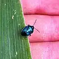 Imago sur une feuille de maïs en Nord Gironde.