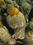 Zoanthus pulchellus