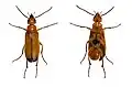 Nemognathinae (Zonitis flava)