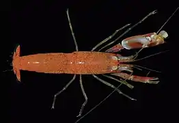 Alpheus amblyonyx