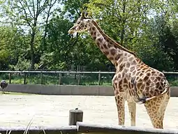 Au zoo de Champrepus.