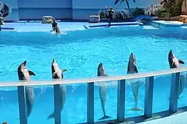 Grands dauphins.