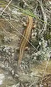 Zootoca vivipara vivipara