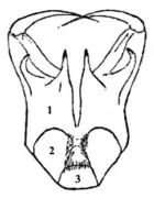 Pièces buccales.