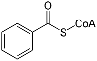 Image illustrative de l’article Benzoyl-coenzyme A