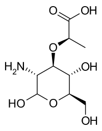 Image illustrative de l’article Acide muramique
