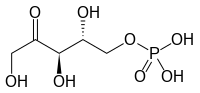 Image illustrative de l’article Ribulose-5-phosphate
