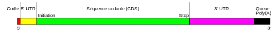 Structure d'un ARN messager, avec la coiffe en 5′ (rouge) et la polyadénylation en 3′ (noir).