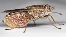 Mouche tsé-tsé femelle avec sa larve intra-utérine.