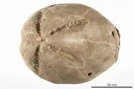 Anametalia grandis
