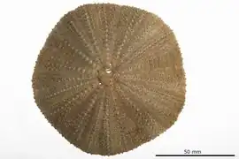 Toxopneustes roseus