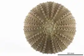 Lytechinus panamensis