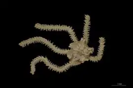 Amphiura hexactis