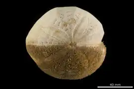 Spatangus altus