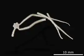 Amphiodia dividua