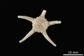 Amphiophiura pertusa (NHMD)