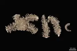 Clarkcoma pulchra