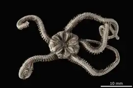 Gymnolophus obscura