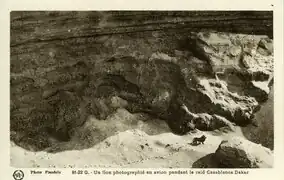Dernière photographie d'un lion de l'Atlas sauvage, prise en 1925 par Marcelin Flandrin.