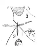 Ilisia gracilis holotype éch. A1004 p. 345 pl. XXIII.
