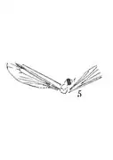 Tipula miegi éch R163 Sannoisien de Kleinkembs.