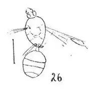 Femelle éch R225.