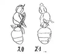 femelle éch R435 (20) et R123 (21).