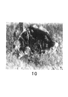 Cryptocephalus pitoni 1937 N. Théobald pl. III Holotype éch R809 x3 p. 178 Insectes du Sannoisien de Kleinkembs.